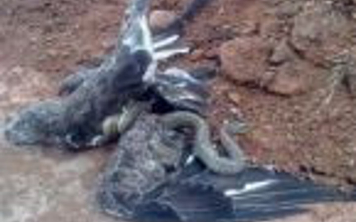 Yılan şahini böyle boğazladı