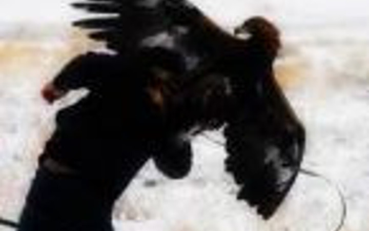 Hayvanlar insanlara böyle saldırdı