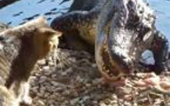 Kedi timsahı rezil etti