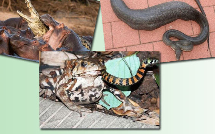 Ava giderken av oldular!