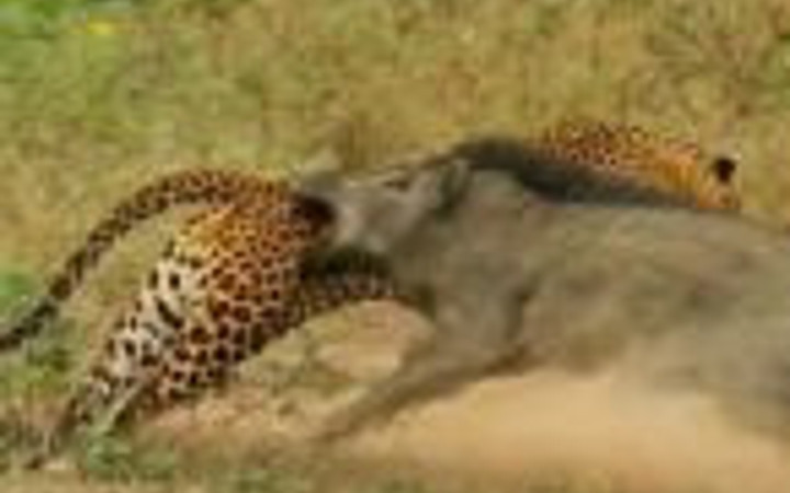 Doğanın vahşileri böyle kapıştı