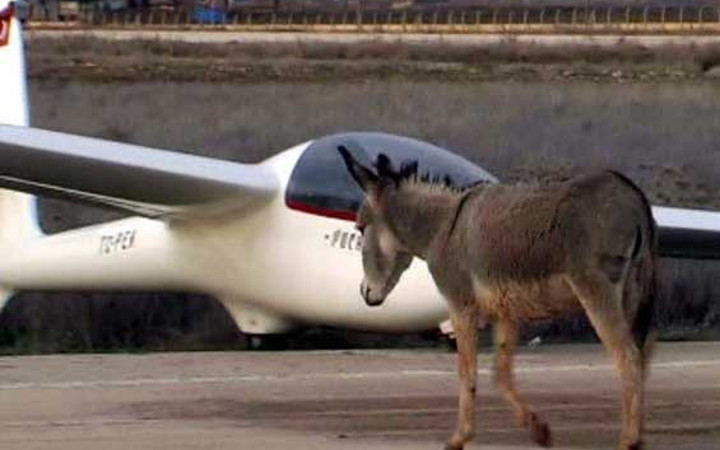 Eşekliğinde bu kadarı olur