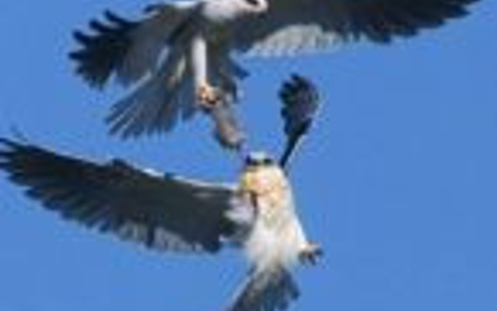 Gökyüzünde av mücadelesi