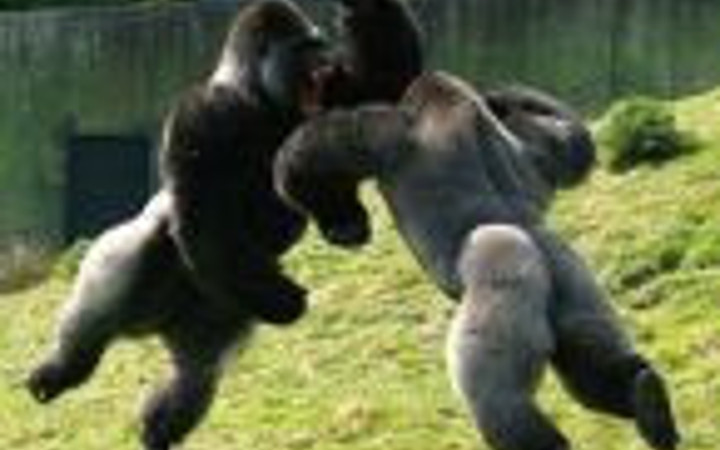 Vahşi doğanın en vahşi halleri