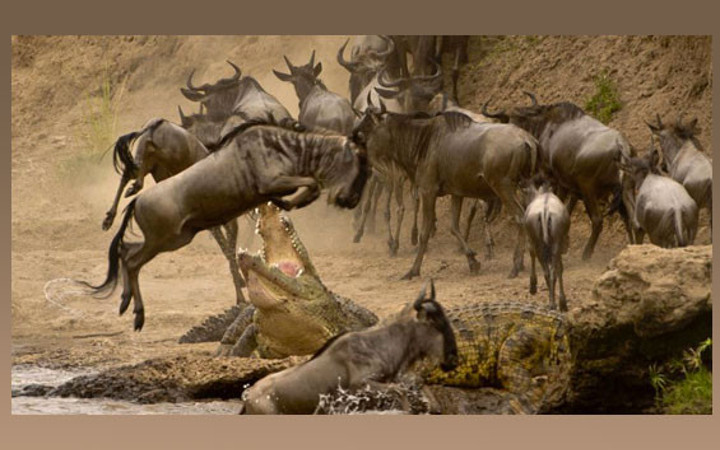 Timsahın ağzından böyle kurtuldu