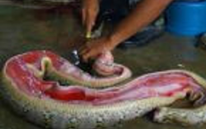 Şık derilerin vahşi hikayesi