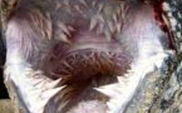 İnternetin en ilginç kareleri