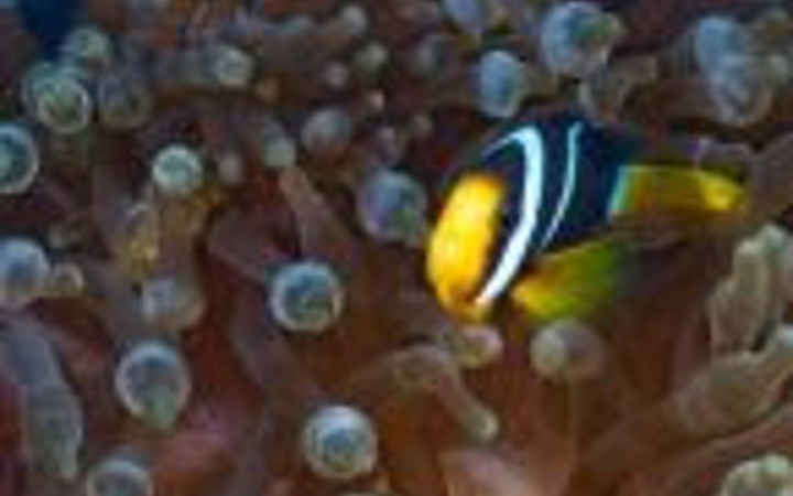 İşte sualtının büyüleyen dünyası