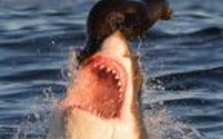 Denizde dehşet veren görüntüler