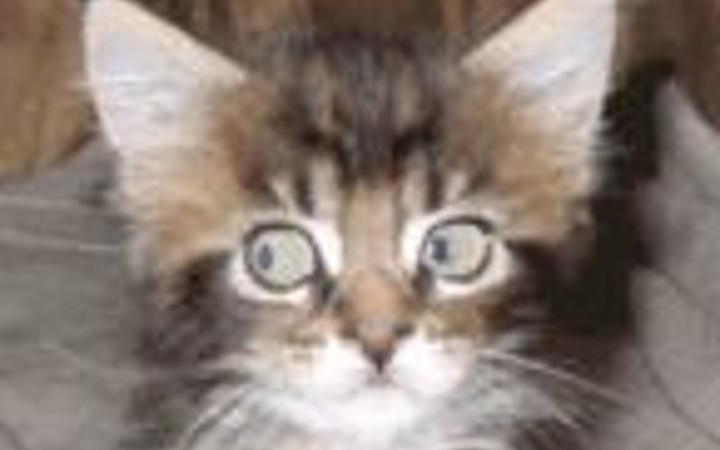 Bu fotoğraflar capcanlı