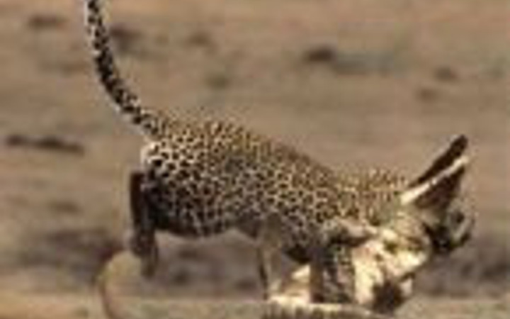 Doğanın vahşilerinin amansız dövüşü