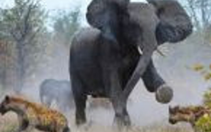 Anne fil sırtlanlara böyle saldırdı