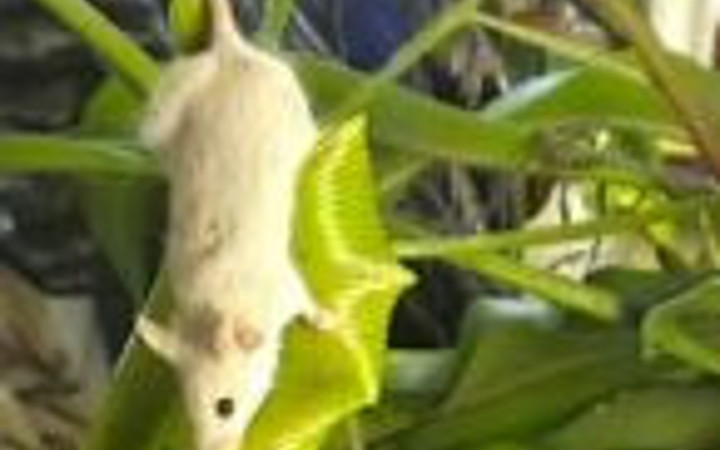 Siz fare yiyen bitki gördünüz mü?