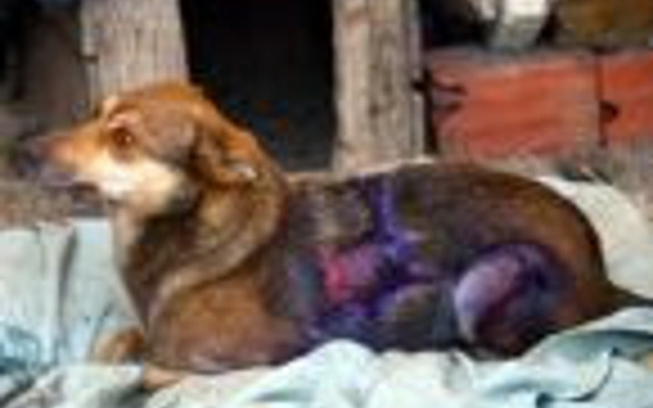 Köpeğin üzerine kızgın yağ döktüler