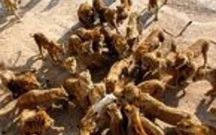 Aslanlar koyunu paramparça etti