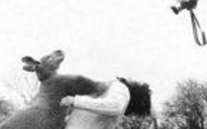 İşte hayvanların saldırdığı o anlar