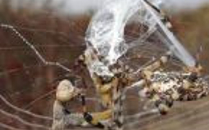 Avlanırken Av oldu!