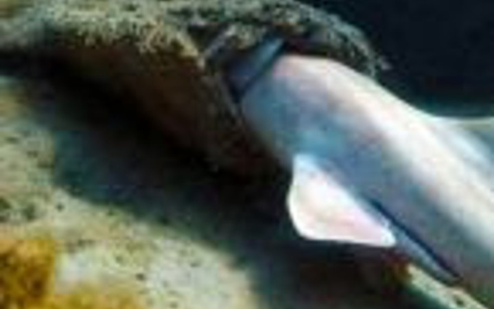 Köpekbalığını tek lokmada yuttu 