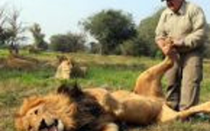 Aslanlara masaj yapan adam