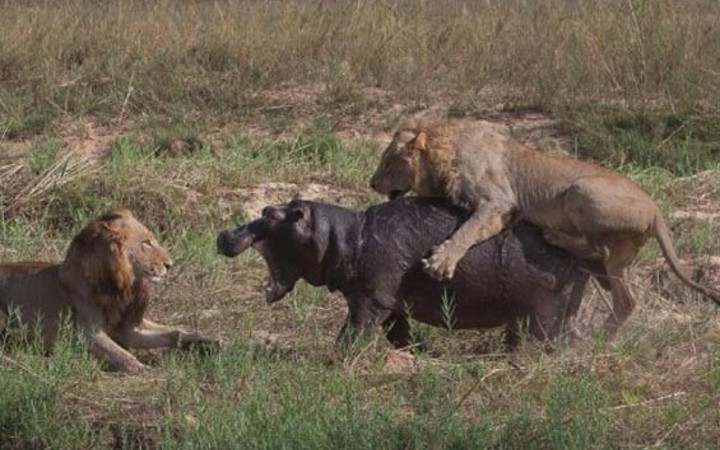 Vahşi av saniye saniye görüntülendi
