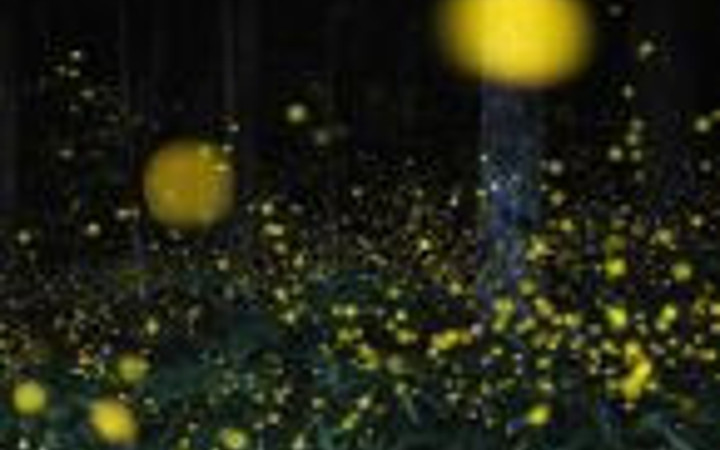 Ateş böceklerinin büyüsü