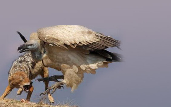 Vahşi av saniye saniye görüntülendi