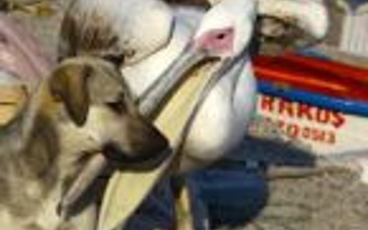 Bu dostluk görenleri şaşkına çeviriyor