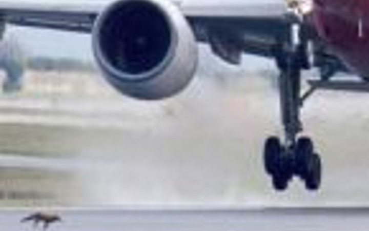 Tilki uçak pistine girerse...