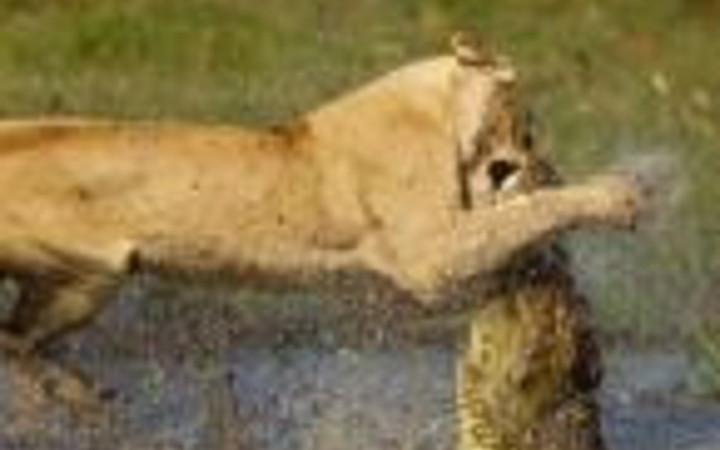 Anne aslan yavrularını böyle korudu