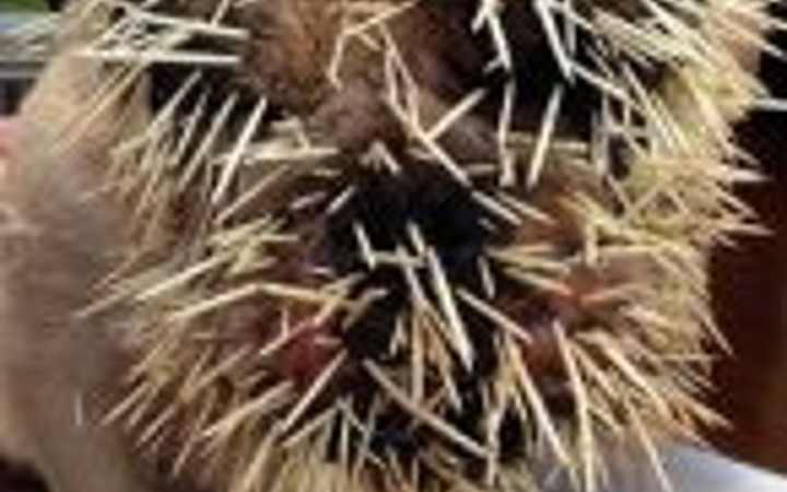 Yaptığının bedelini pahalıya ödedi