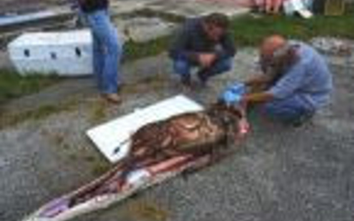 Timsah yutan piton ABD'de panik yarattı 