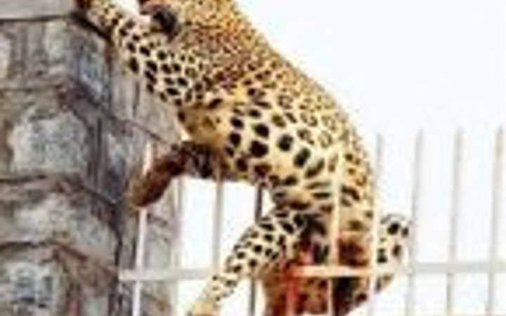 Bir kralın çaresiz anları!