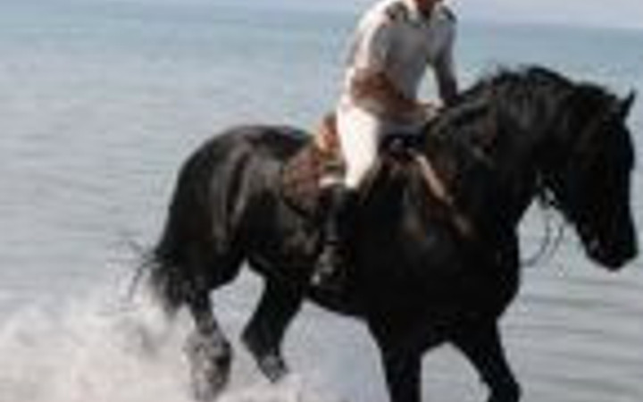 TSK atları törenlere nasıl hazırlanıyor?