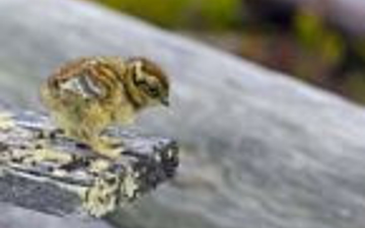 İşte hayvanların zor ve garip anları