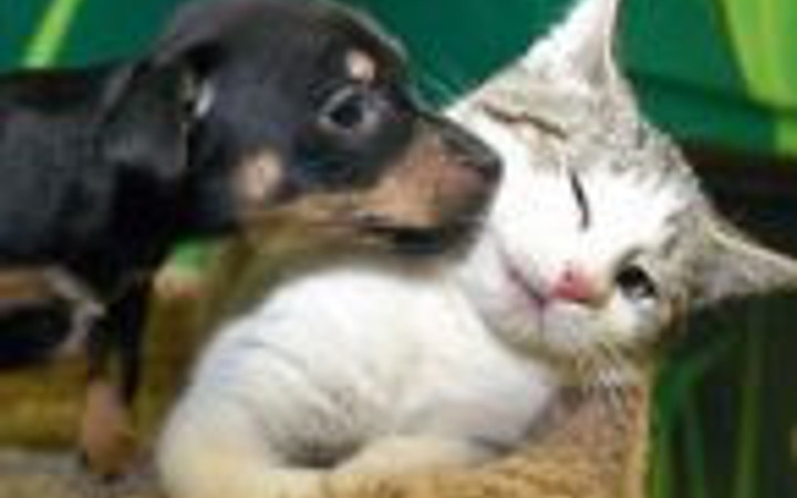 Hayvanlar poz veriyor!