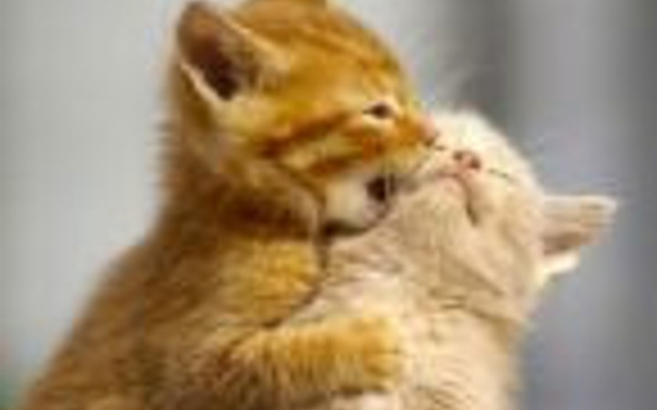 Minikler filmlerden çok şey öğrenmiş