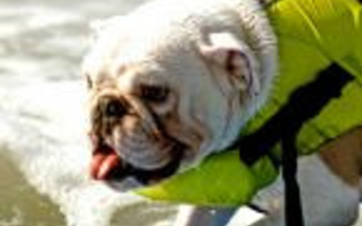 Köpeklerin sörf merakı görülmeye değer