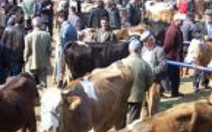 Kurbanlık alırken bunlara dikkat edin!