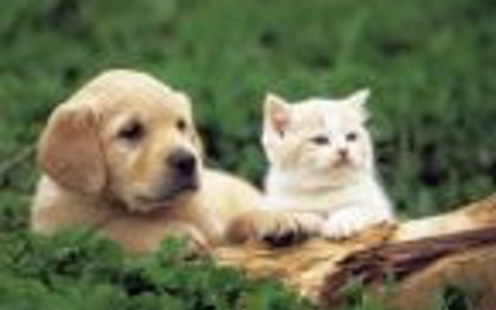 Hayvanlar iş hayatınızı nasıl etkiliyor?