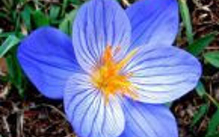 Bu bitkinin faydaları saymakla bitmez