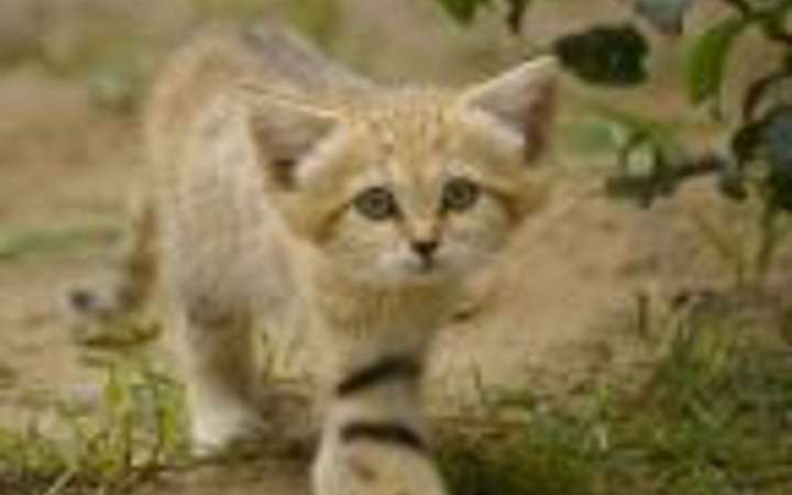 Çölün sevimli bebekleri