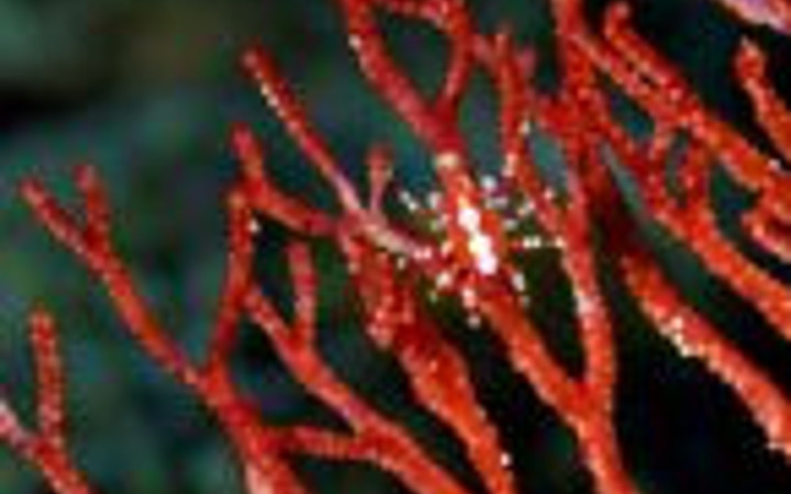 Bu hayvanlar kamuflaj ustası