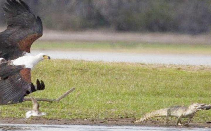 Timsahı gözüne kestirdi ve böyle avladı