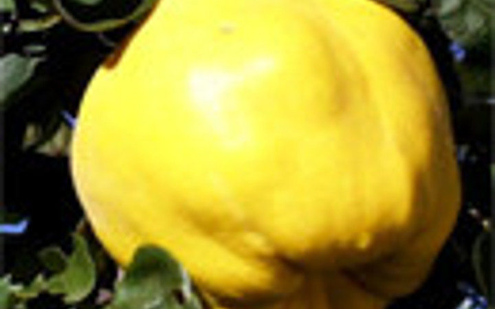 Ayvayı yememek için