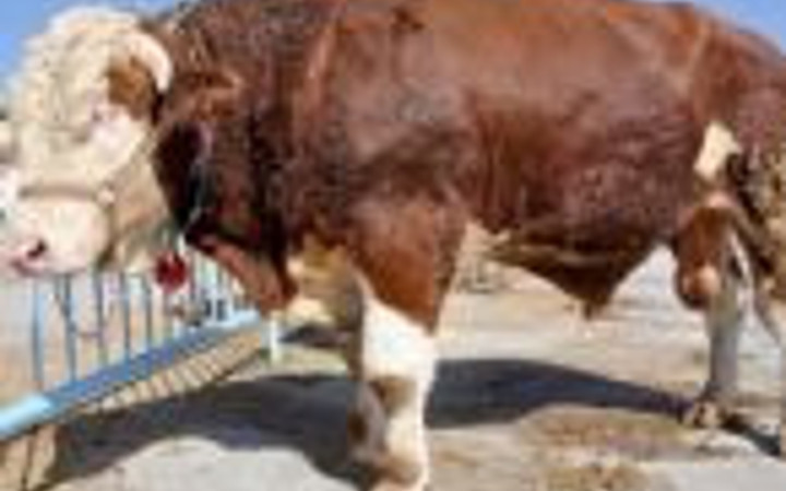 Kurban pazarının gözdesi!