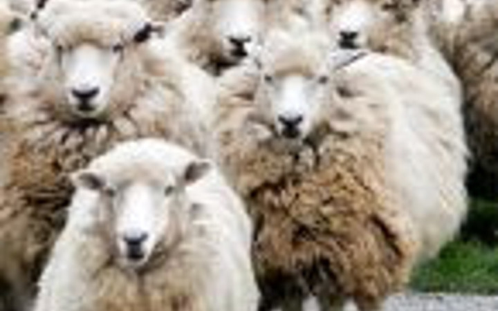 İyi kurbanlık nasıl seçilir?