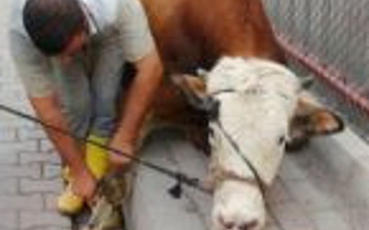 Kurbanlık boğa herkesi peşinden koşturdu