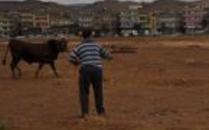 Azgın boğa ortalığı birbirine kattı