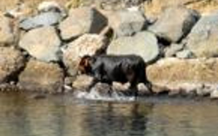 Hayvanı öyle bezdirdiler ki!