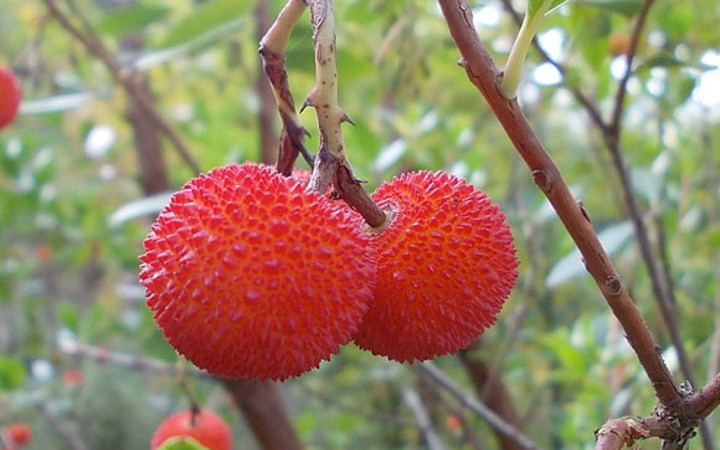 Kocakarı yemişindeki gençlik mucizesi